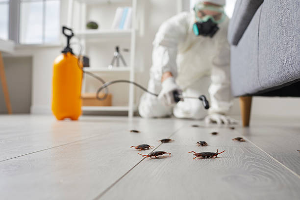 Trusted Rodent Control service in Mi-Wuk Village, CA - Nex Pest Control